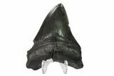 Fossil Megalodon Tooth - Georgia #144352-2